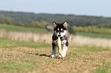 ALASKAN MALAMUTE 019